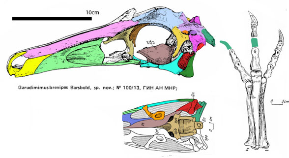 Garudimimus