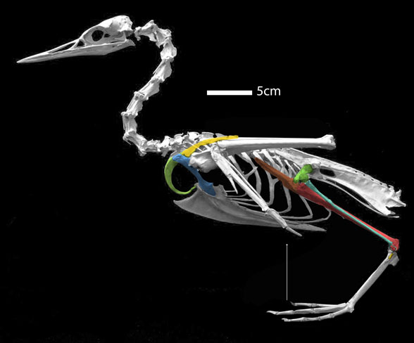 Gavia skeleton