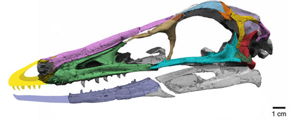 Gobivenator skull