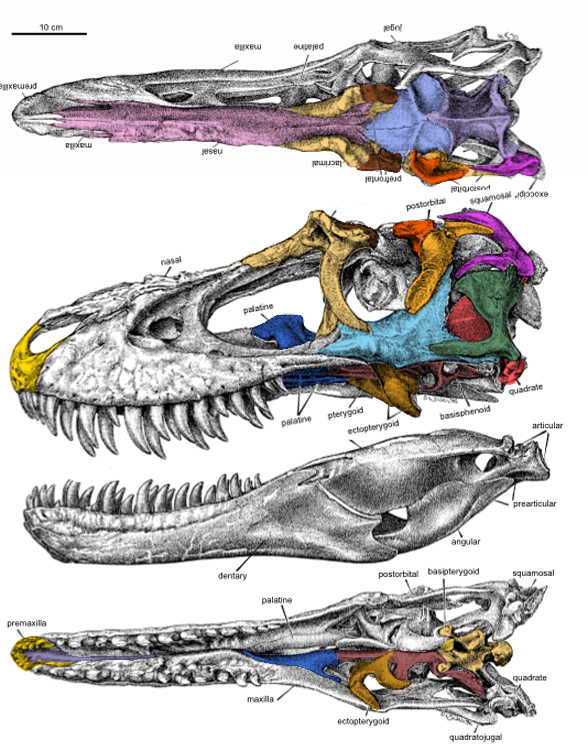 Gorgosaurus skull