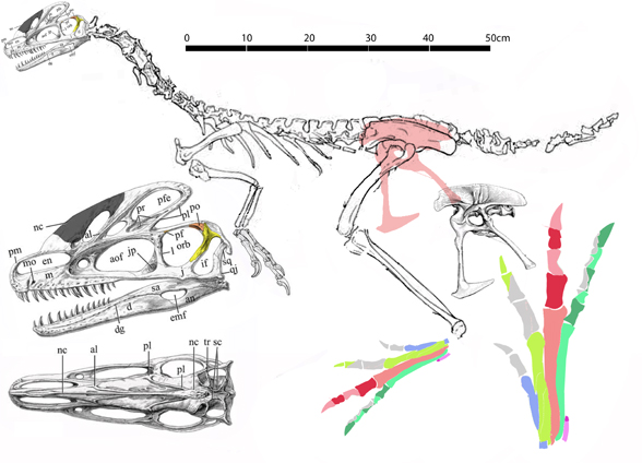 Guanlong