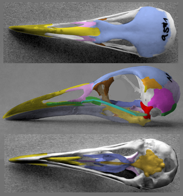 Heliornis skull