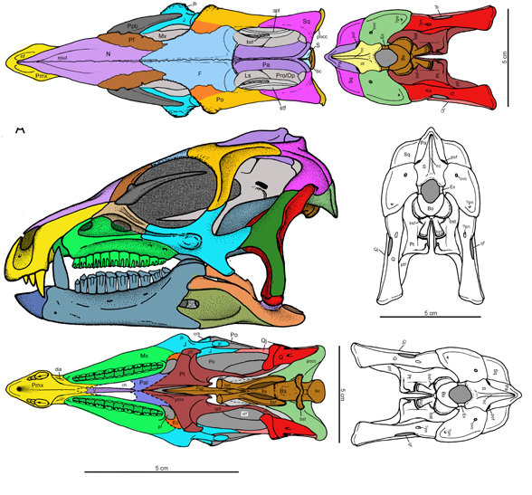 Heterodontosaurus skull