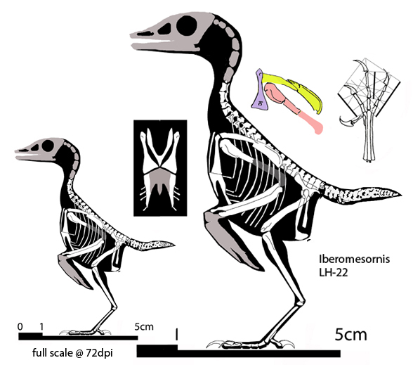 Iberomesornis 2 scales