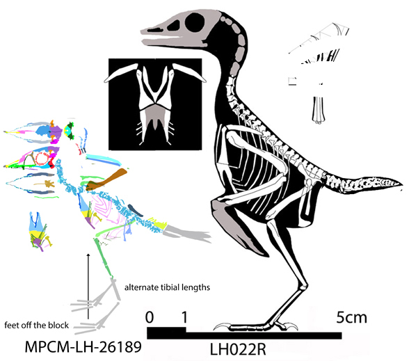 Microcursor cocmpared to Iberomesornis