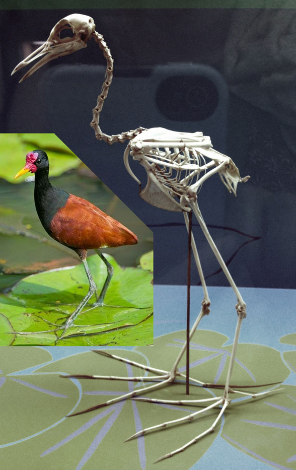 Jacana skeleton