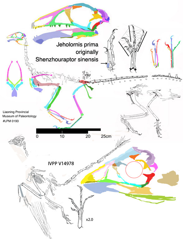 Jeholornis