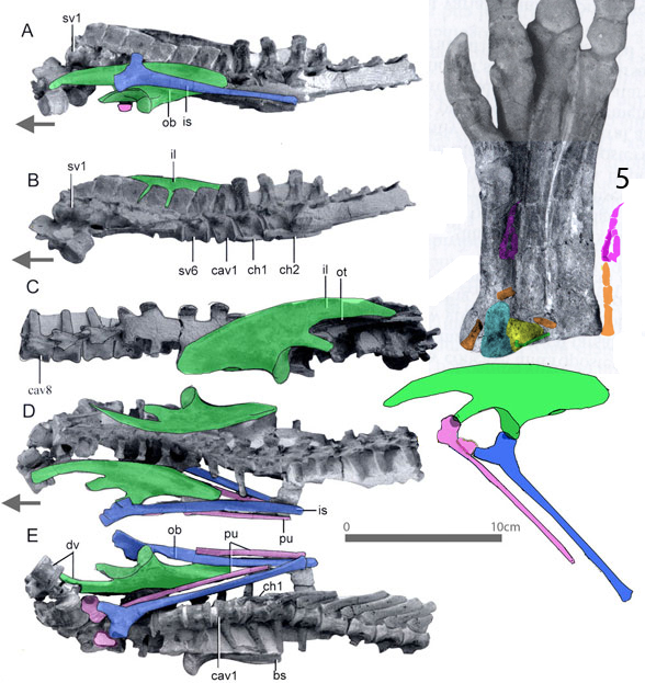 Jeholosaurus pelvis