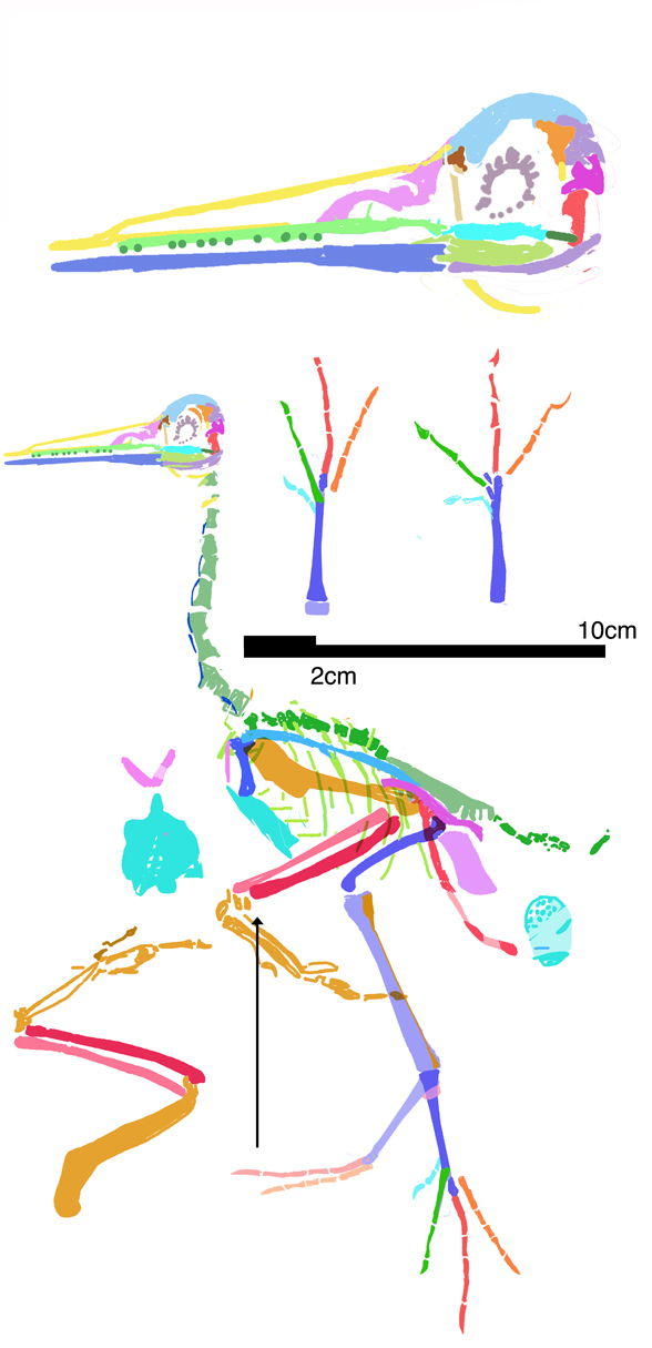 Juehuaornis reconstructed