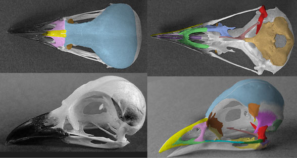 Lanius skull