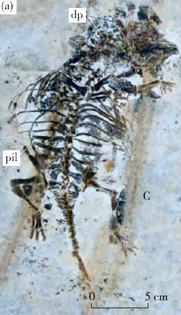 Liaoningsaurus juvenile