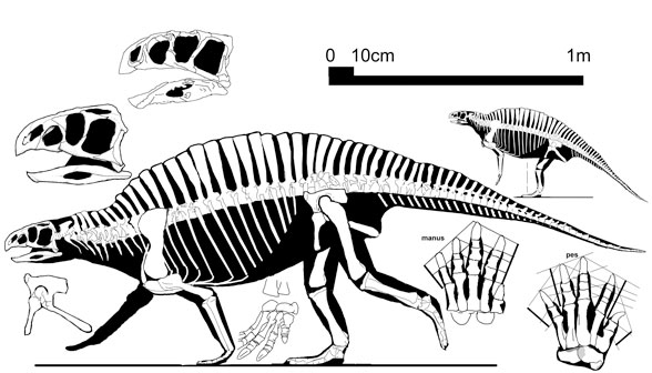 Lotosaurus