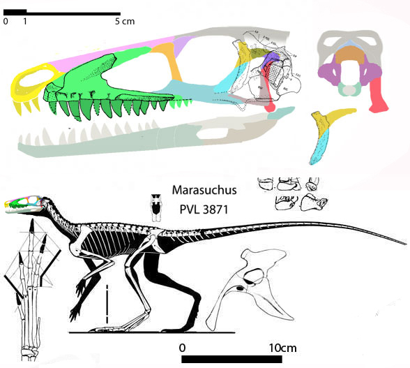 Marasuchus