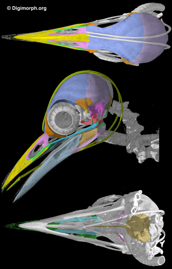 Melanerpes skull