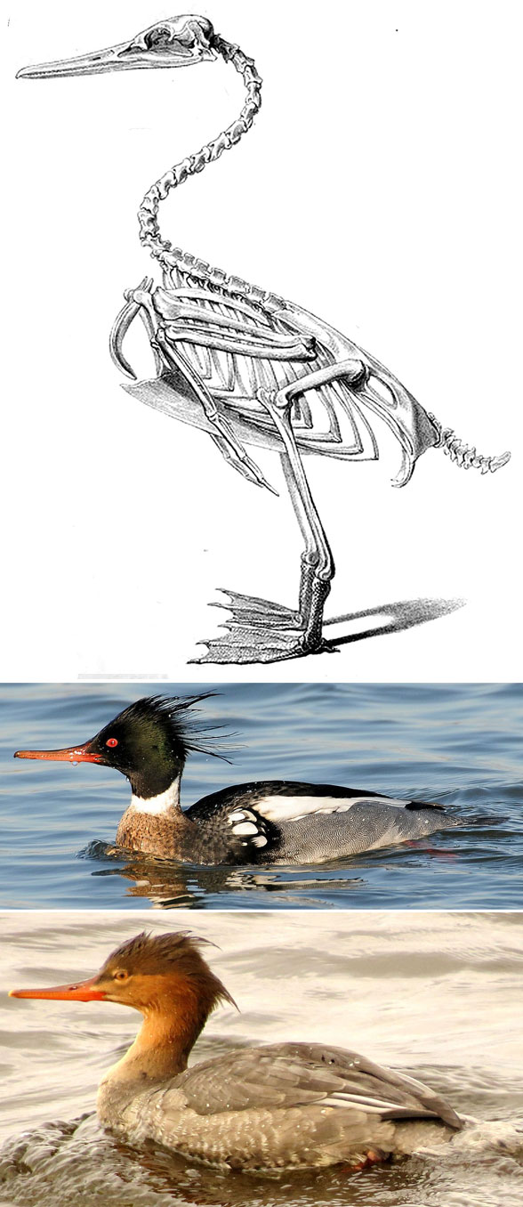 Merganser