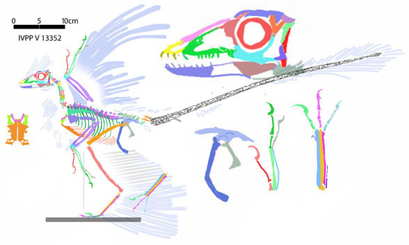 Microraptor