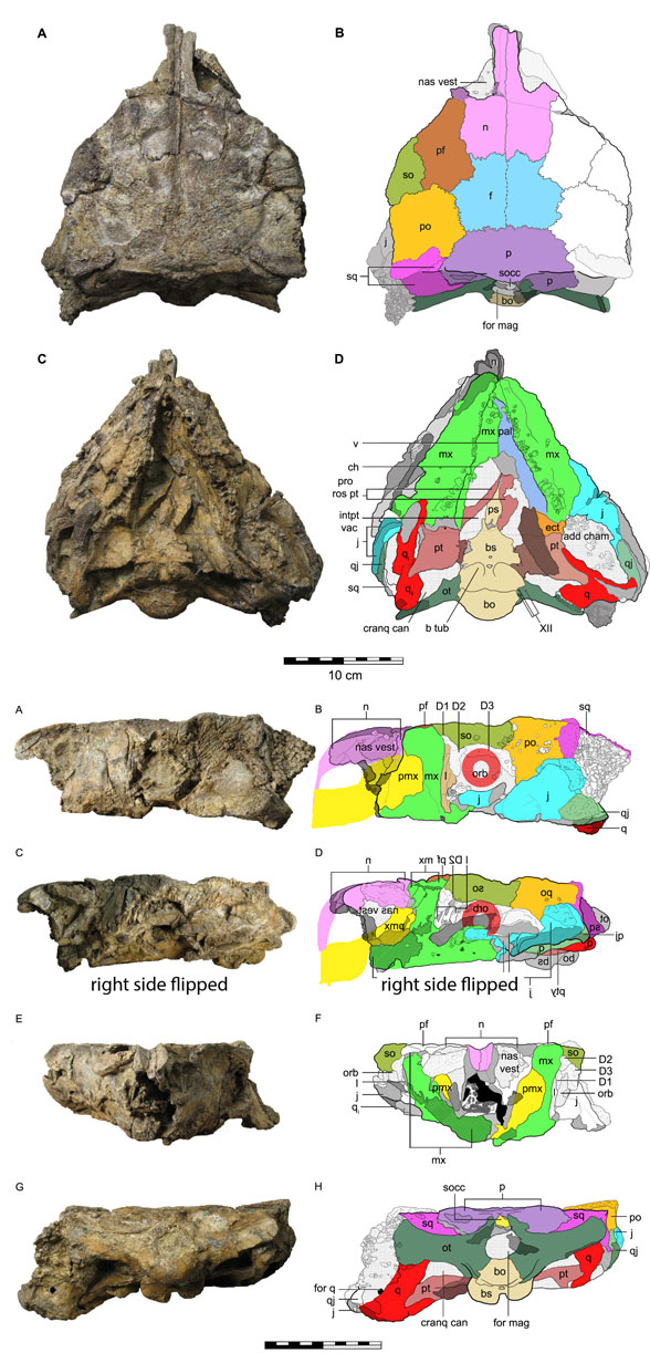 Minmi renamed Kunbarrasaurus skull