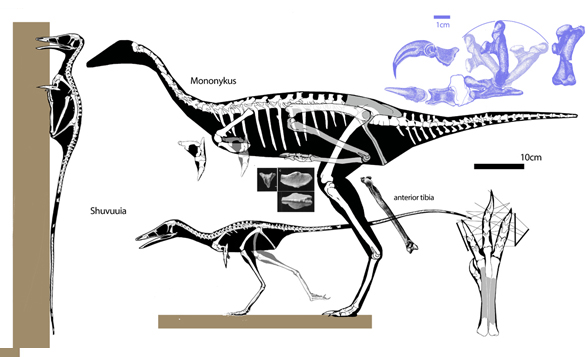 Mononykus and Shuvuuia