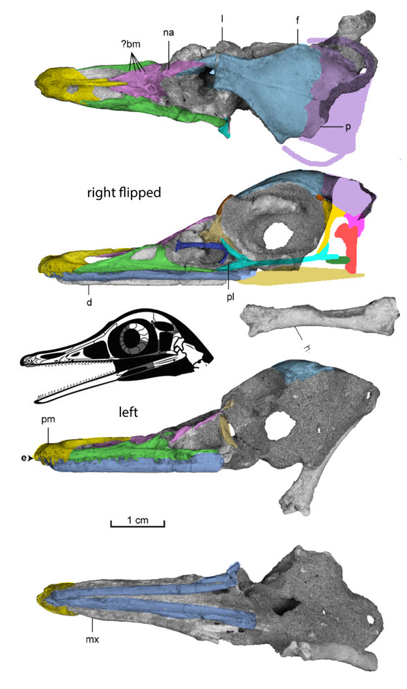 Natovenator skull