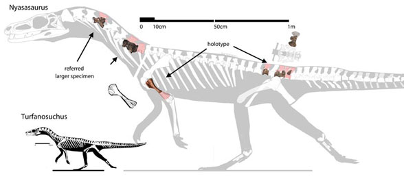 Nyasasaurus