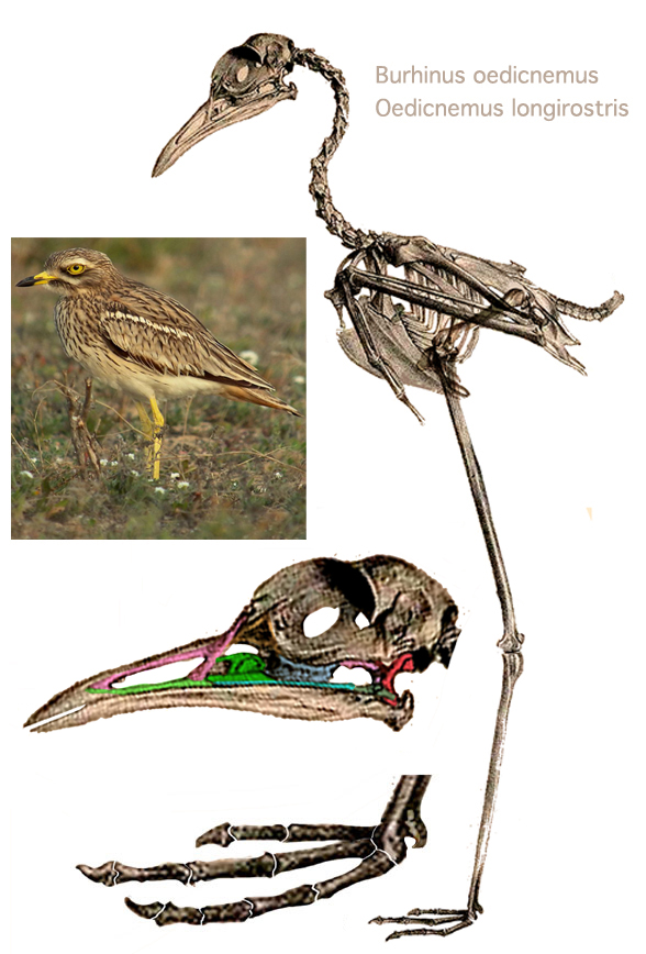 Oedicnemus longirostris skeleton