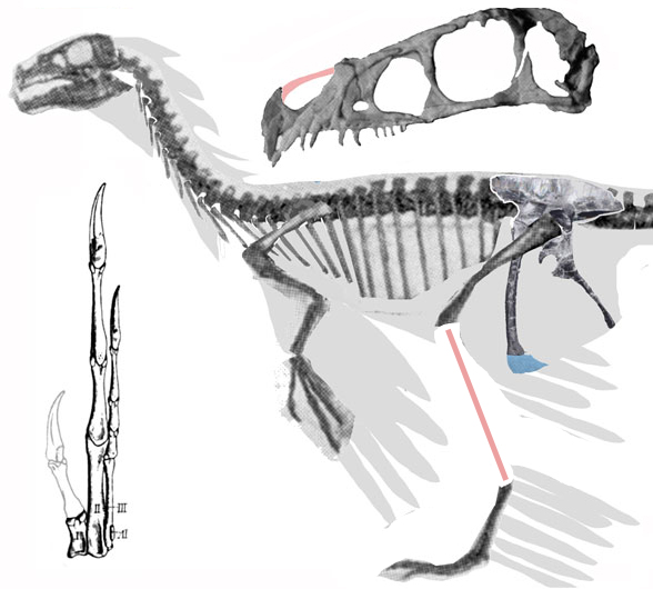 Ornitholestes fingers