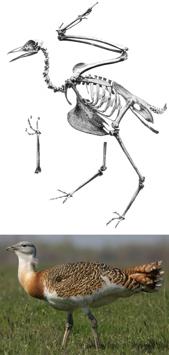 Otis tarda skeleton