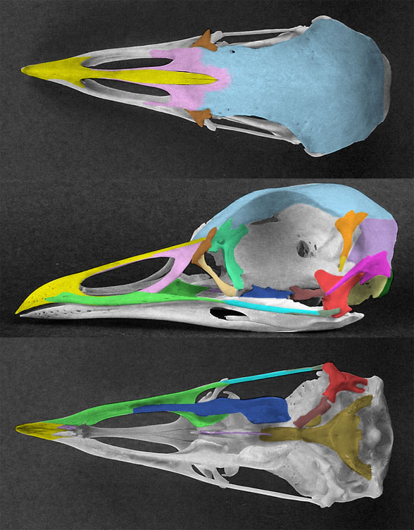 Otis tarda skull