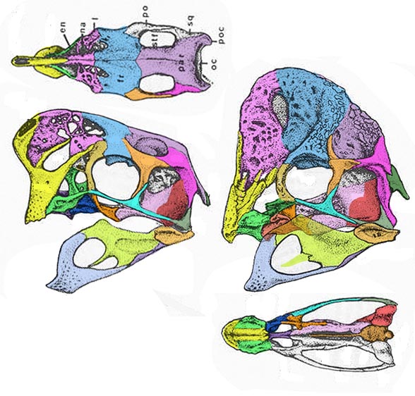 Oviraptor skulls