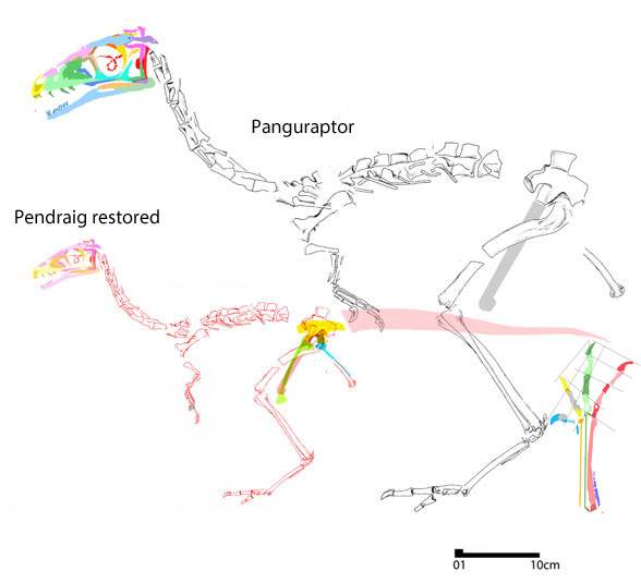 Panguraptor and Pendraig to scale