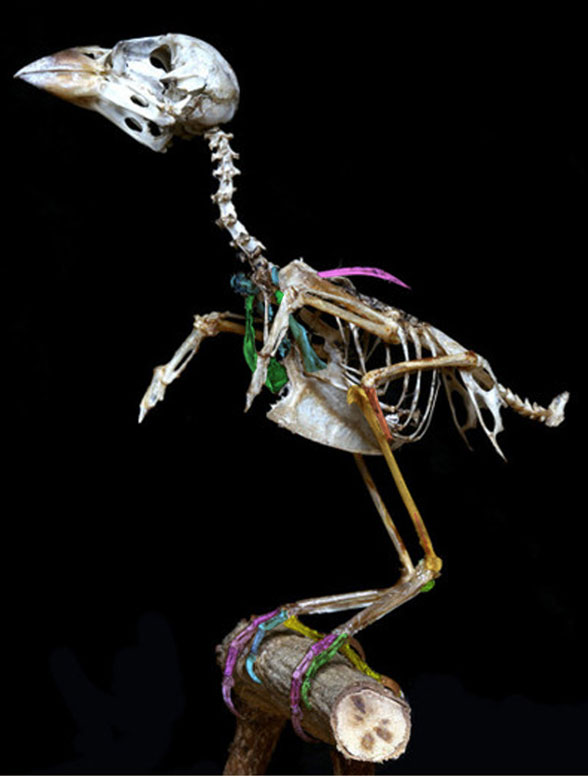 Passer skeleton