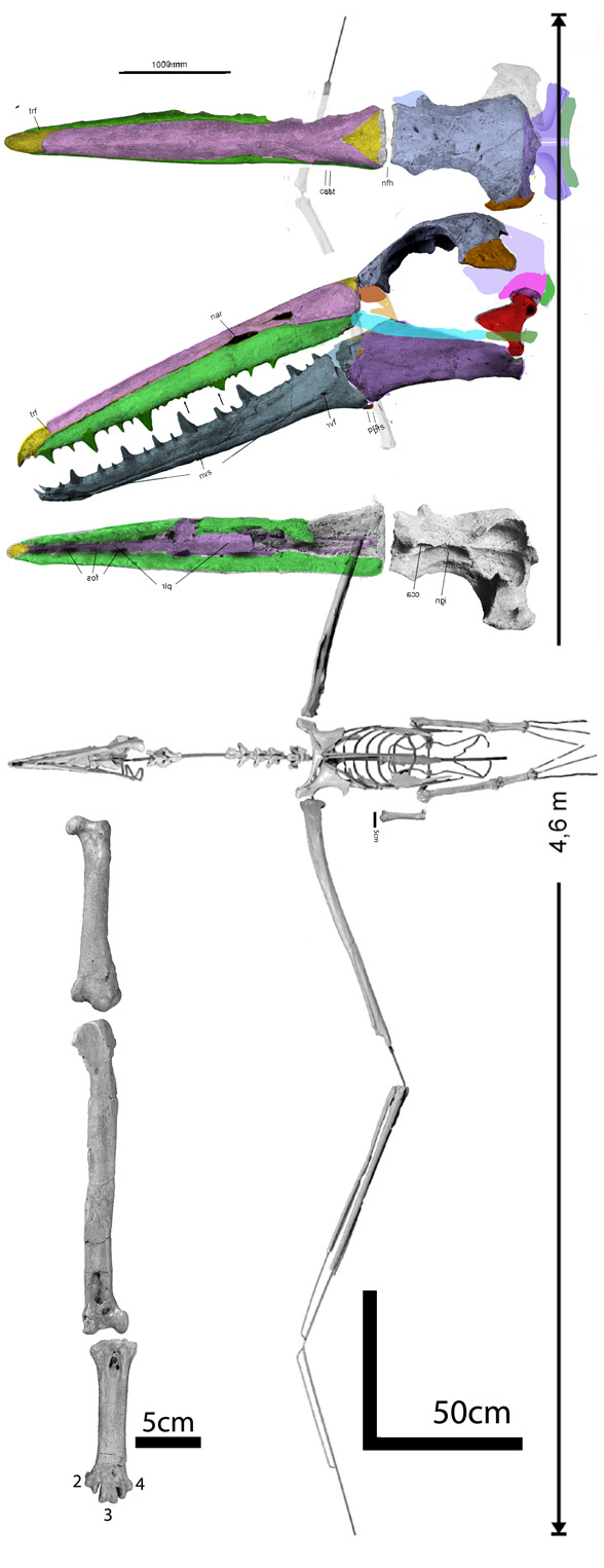 Pelagornis