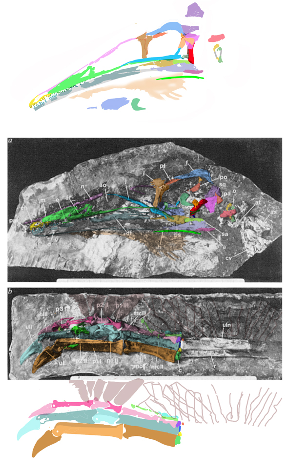 Pelecanimius skull