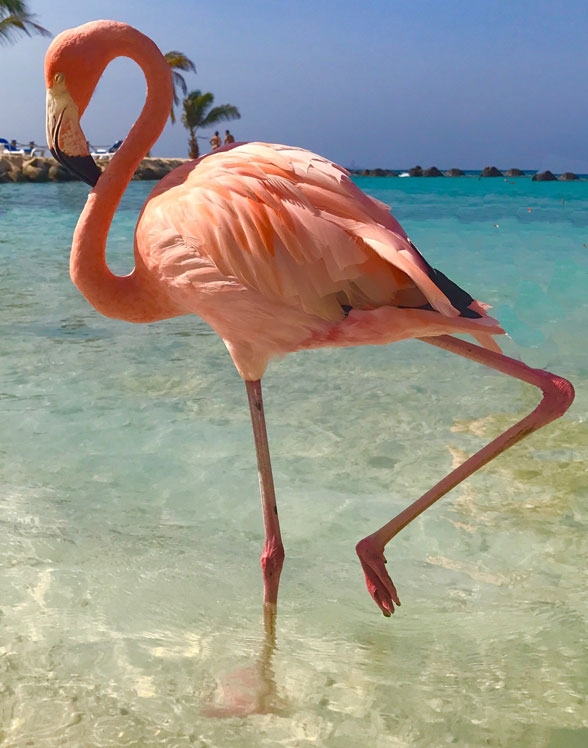 Phoenicopterus the flamingo