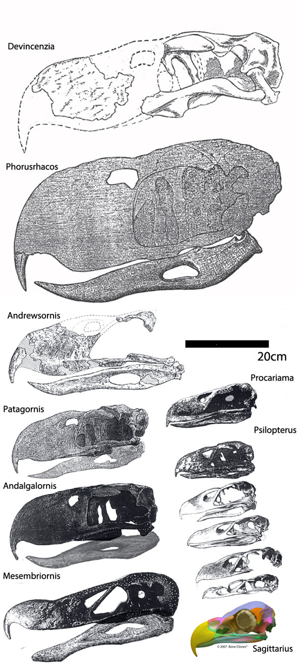 Phorusrhachids to scale