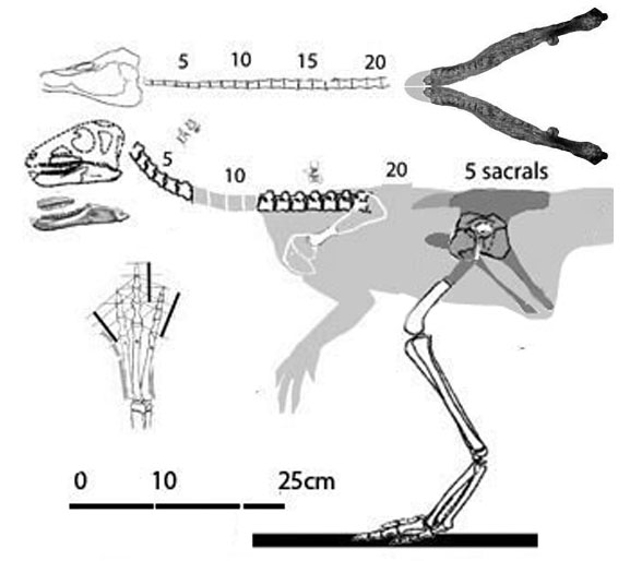 Pisanosaurus