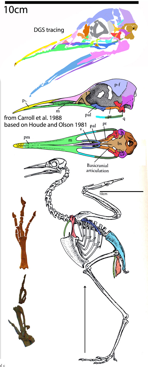 Pseudocrypturus