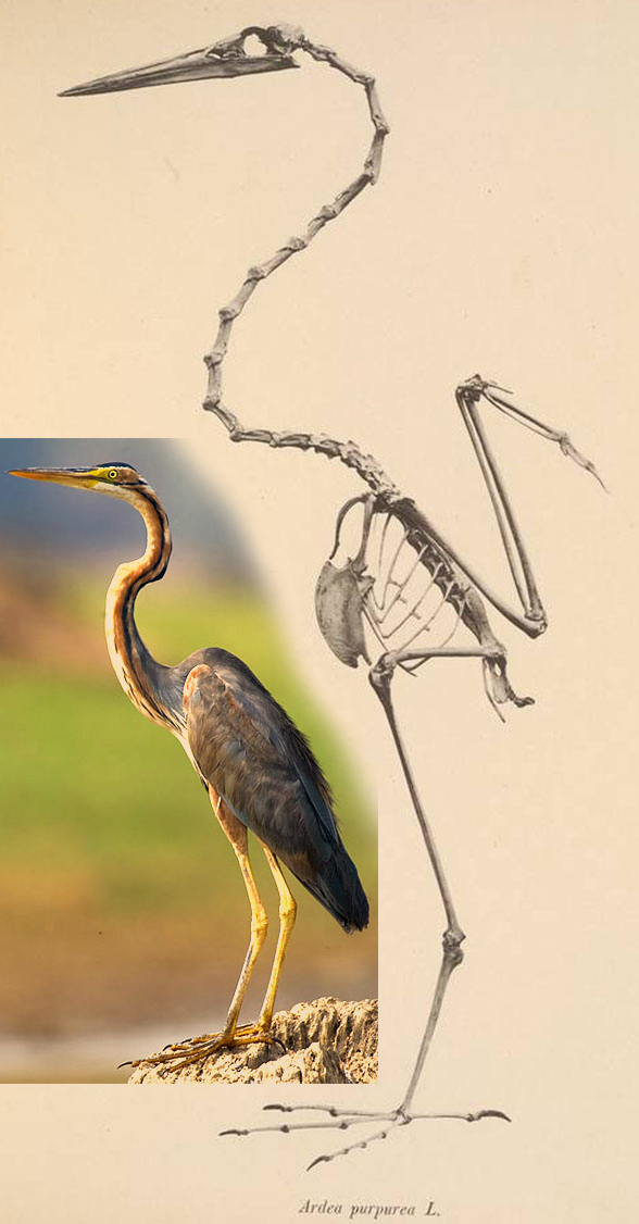 Purple heron skeleton