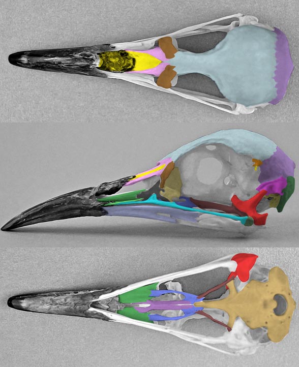 Rhynchotus skull