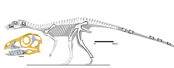 Sacisaurus