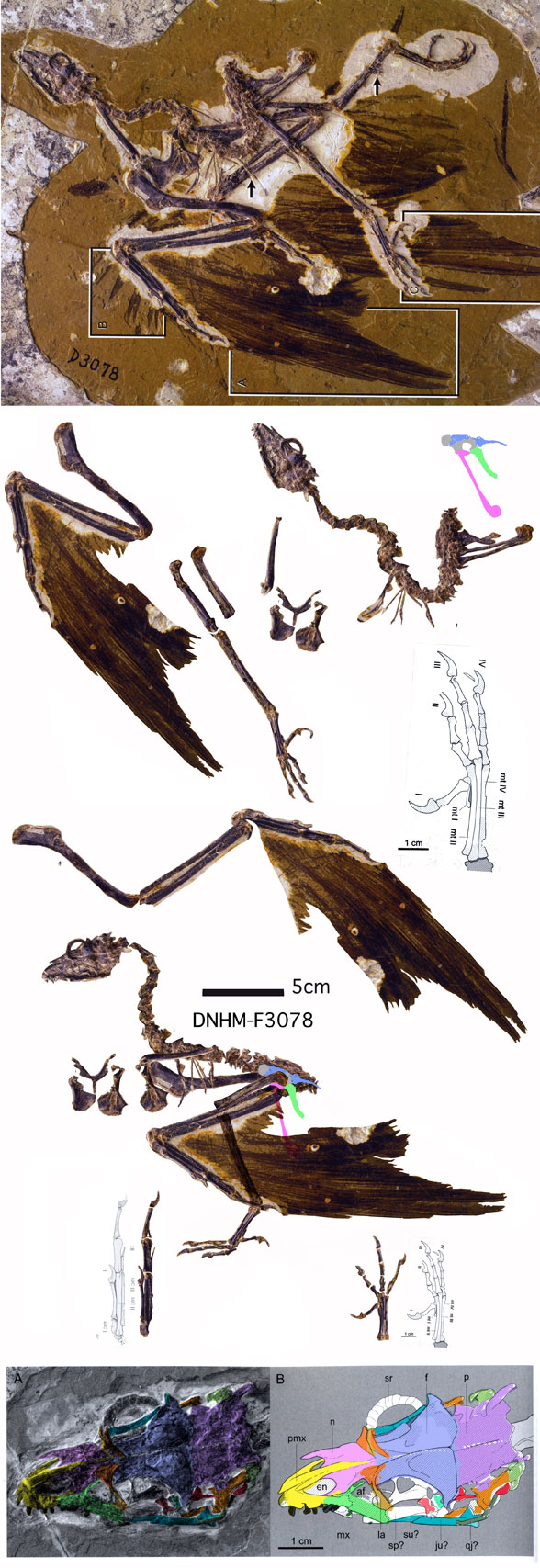 Sapeornis DNHM-F3078