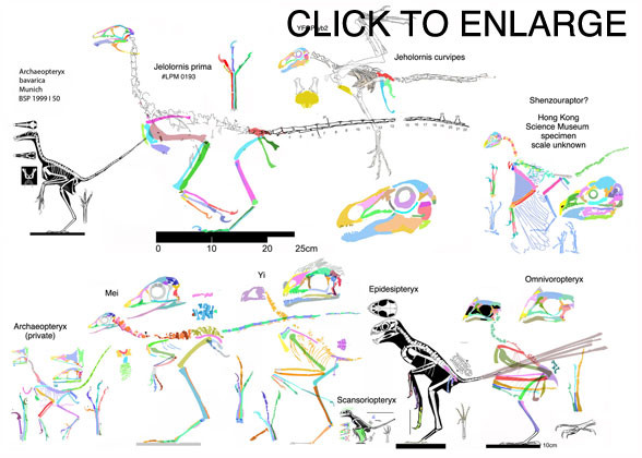 Scansoriopterygids to scale