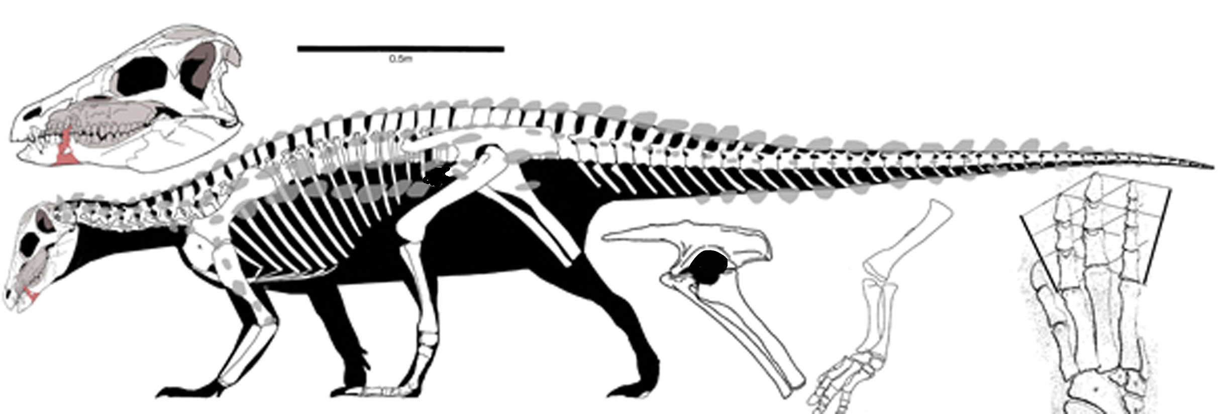 Scelidosaurus