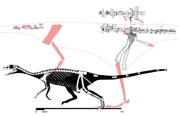 Sillosuchus