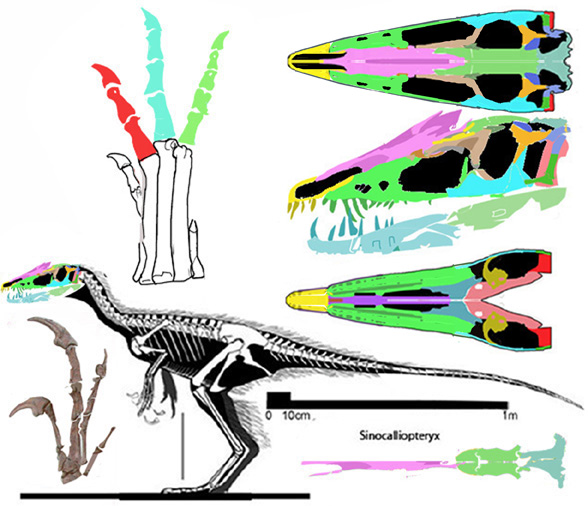 Sinocalliopteryx gigas