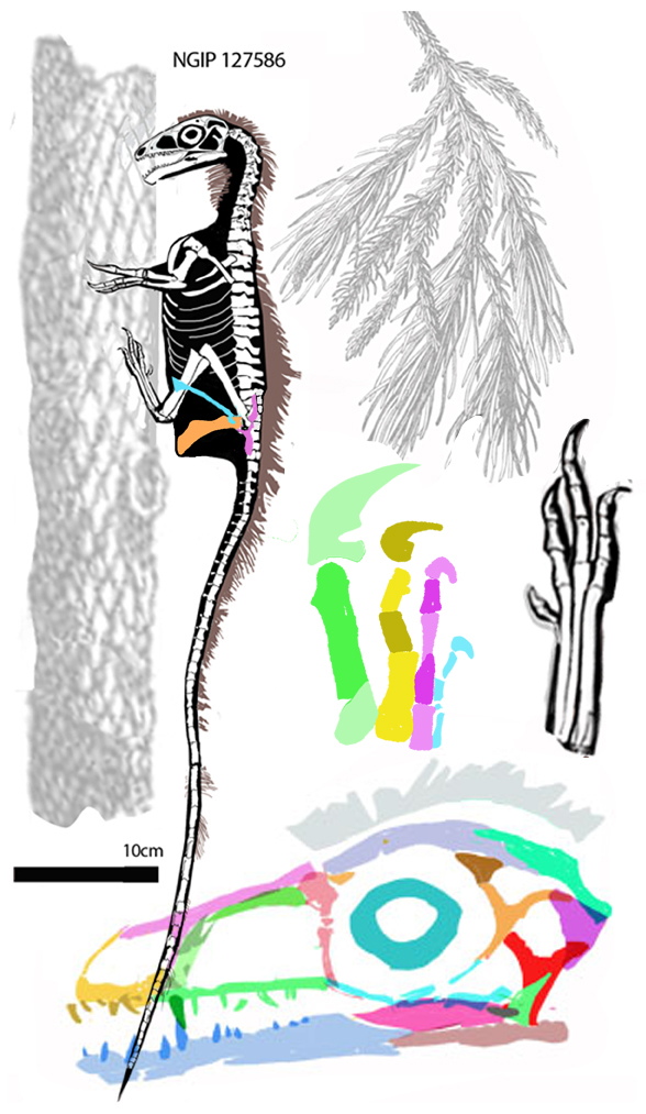 Sinosauropteryx