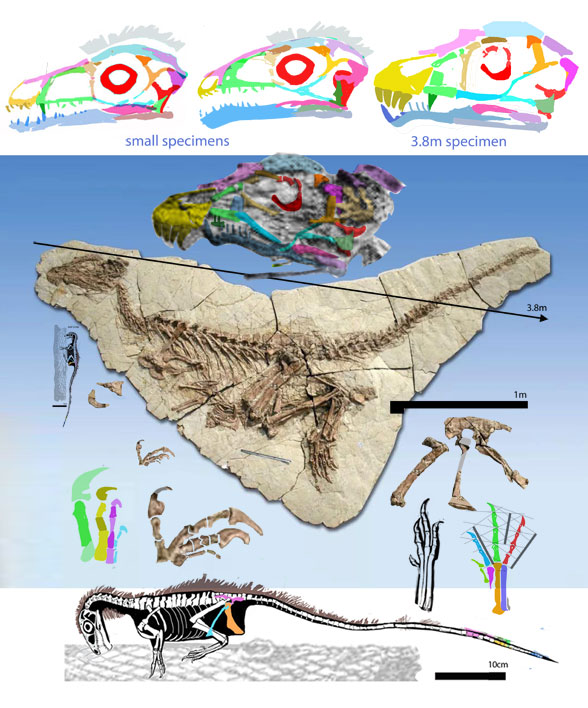 Sinosauropteryx 3.8 specimen