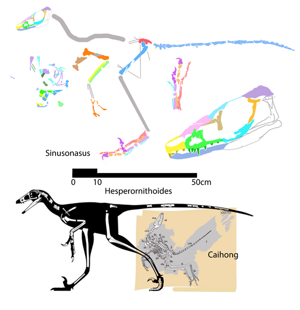 Sinusonasus