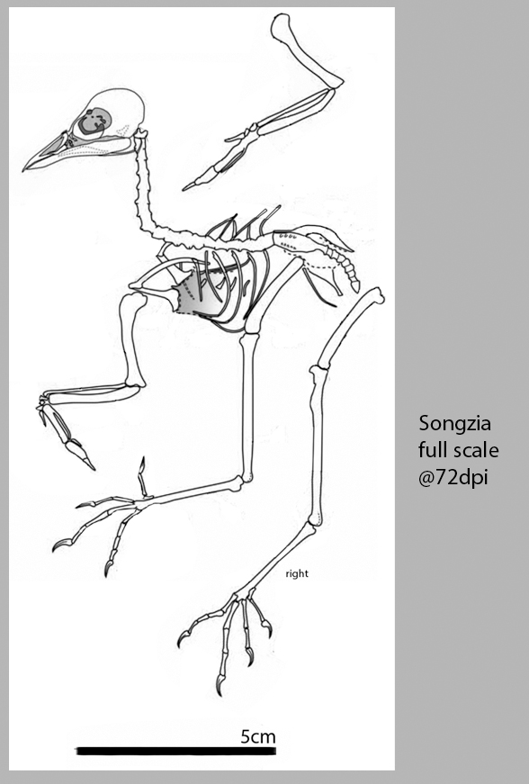 Songzia reconstruction