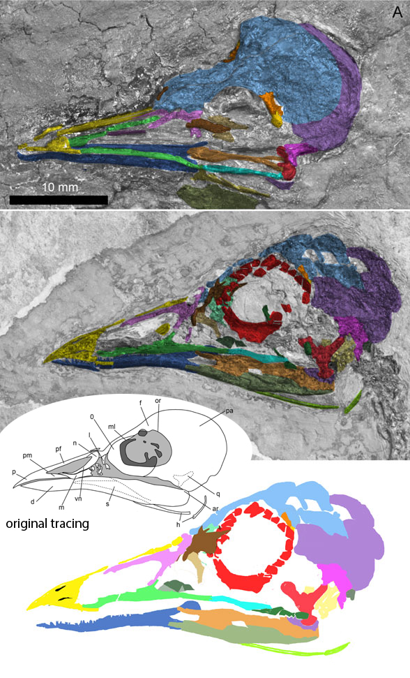 Songzia skull tracing and reconstruction